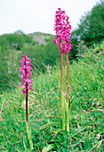 Early purple orchids (Orchis mascula)