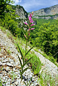 Orchid (Cephalanthera rubra)
