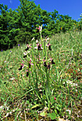 Orchid (Ophrys bertolonii)