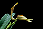 Bulbophyllum grandiflora