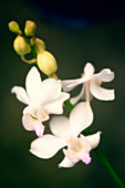 Orchid (Doritaenopsis hybrid)