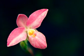 Orchid (Phragmipedium 'Hanne Popow')