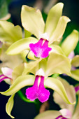 Orchids (Lc. Roitelet 'Paradis')