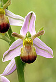 Bee orchid (Ophrys apifera var. bicolor)