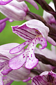 Military orchid floret (Orchis militaris)