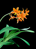 Encyclia vitellina 'Burnham Star'