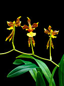 Oncidium longipes