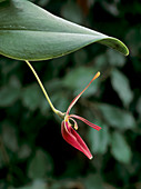 Restrepia sanguinea