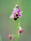 Woodcock orchid (Ophrys scolopax)