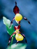 Slipper orchid (Cyprepedium calceolus)