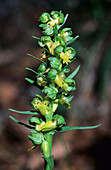 Frog orchid (Coeloglossum viride)