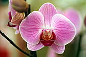 Moth orchid (Phalaenopsis sp.)