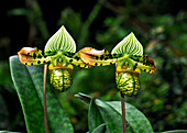 Slipper orchids (Paphiopedilum venustum)