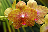 Phalaenopsis 'Golden Wish'