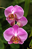 Phalaenopsis 'Monitgo'