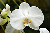 Phalaenopsis 'Promise'