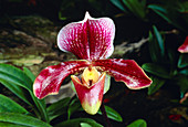 Orchid (Paphiopedilum sp.)