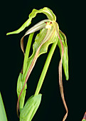 Orchid (Phragmipedium lindenii)