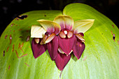 Orchid flowers (Pleurothallis sp.)
