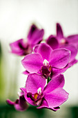 Orchids (Doritis pulcherrima)