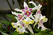 Orchids (Beallara Tahoma Glacier)