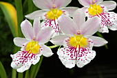 Pansy orchids (Miltoniopsis 'Venus')