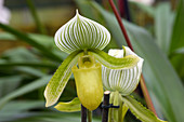 Moth orchids (Paphiopedilum 'Mitylene')