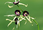 Clamshell orchid (Encyclia cochleata)