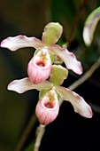 Slipper orchid (Phragmipedium sp.)