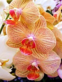 Moth orchids (Phalaenopsis sp.)