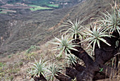 Terrestrial bromeliad