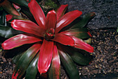 Bromeliad plant 'Scarlet Charlotte'