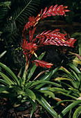 Bromeliad plant (Vriesea poelmanii)