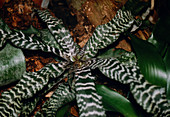 Cryptanthus fosterianus leaves