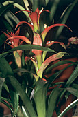 Bromeliad flower (Bromelia sp.)
