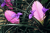 Tillandsia lindenii