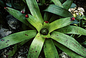 Bromeliad plant (Neoregelia cruenta)