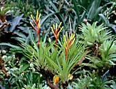 Guzmania dissitiflora