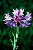 Cornflower,Centaurea cyanus: open flower