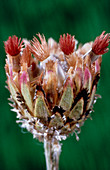 Cornflower fruit with seeds