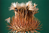 Thistle head showing seeds