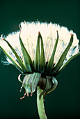 Dandelion seed head,Taraxacum officinale