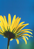 Marsh hawksbeard