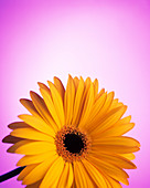 Gerbera flower