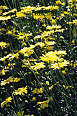 Golden chamomile flowers
