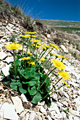 Arnica flowers