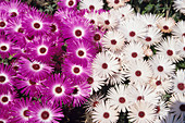 Mesembryanthemum criniflorum flowers