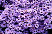 New York aster flowers (Aster sp.)