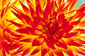 Dahlia flower (Dahlia cultorum)