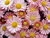 Chrysanthemum 'Hockney' flowers